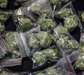 weed, Huile de CBD; Plantes & Graines:cannabis CBD - Annonce classée # 405130