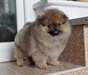 Adorable femelle spitz nain