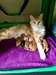 maine coon a vendre