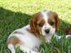 chiot cavalier king charles - photo 1