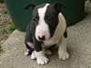 Chiots Bull Terrier - photo 1