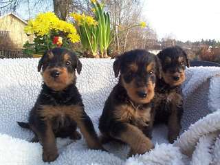 Chiots Airedale Terrier