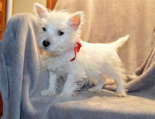 Chiots West Highland Terrier