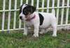 Chiots Jack russell - photo 1