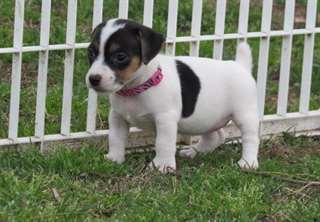 Chiots Jack russell