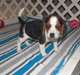 Adorables chiots beagle - photo 1