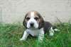 Bb Chiot beagle - photo 1