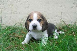 Bb Chiot beagle