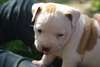 Bb Chiot american staffordshire terrier - photo 1