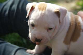Bb Chiot american staffordshire terrier