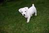 chiot jack russell - photo 1