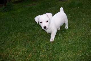 chiot jack russell