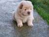 chiot chow-chow - photo 1