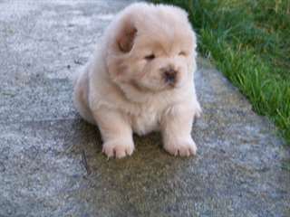chiot chow-chow