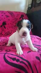 jack russell a vendre