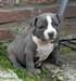 chiot american bully - photo 1