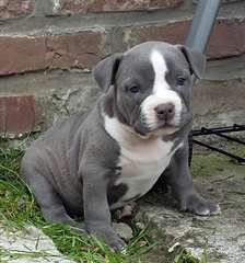 chiot american bully