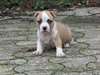 chiot american staff terrier - photo 1