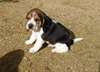 chiot beagle - photo 1