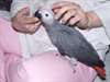perroquet gris du gabon - photo 1