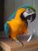 perroquet ara - photo 1