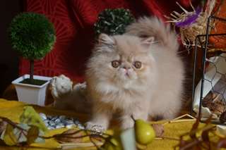 chaton persan