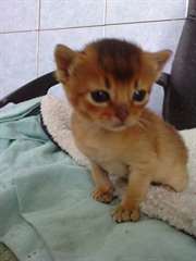 Magnifique chaton Abyssin