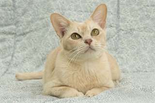 Magnifique chaton Burmees