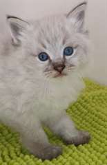 Magnifique chaton siberien