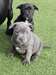 Chiot staffordshire bul terrier - photo 1