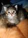 Magnifique chaton siberien - Annonce classée # 414813