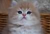 Magnifique chaton British - Annonce classée # 414829