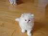 joli chaton Angora agés de 3 mois - Annonce classée # 415021