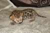 Magnifique chaton bengal agés de 3 mois - Annonce classée # 415022