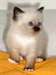 chaton sacré de birmanie agés de 3 mois - Annonce classée # 415023