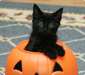 chaton Chartreux agés de 3 mois - Annonce classée # 415024