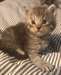 chaton Maine Coon agés de 3 mois - Annonce classée # 415025
