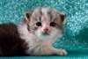 chaton siberien agés de 3 mois - Annonce classée # 415027