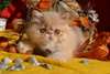 chaton Persan agés de 3 mois - Annonce classée # 415028