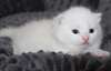 chaton British agés de 3 mois - Annonce classée # 415030