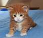 chaton Maine Coon agés de 3 mois - Annonce classée # 415597