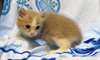 chaton Angora agés de 3 mois