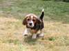 Chiot beagle disponible