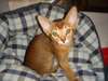 chaton Abyssin agés de 3 mois