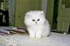 chaton Angora agés de 3 mois
