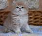 chaton British agés de 3 mois