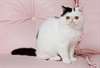 chaton Exotics Shorthair