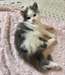 chaton Maine Coon agés de 3 mois - Annonce classée # 416863