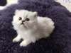 chaton Persan agés de 3 mois