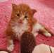chaton Maine Coon agés de 3 mois - Annonce classée # 417098
